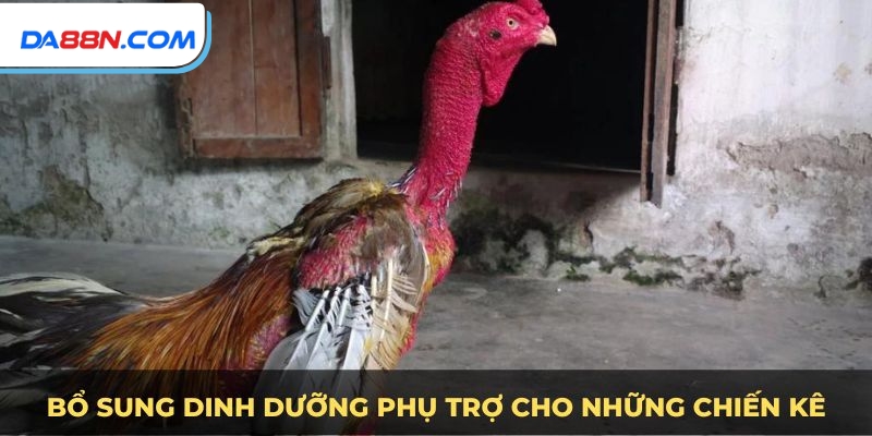 Cách Nuôi Gà Đá Cựa Sắt - Huấn Luyện Gà Chiến Bách Thắng 3 Chế độ dinh dưỡng kỹ lưỡng trong cách nuôi đá gà cựa sắt