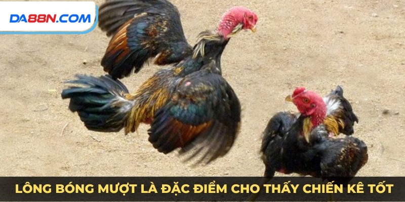 Cách Nuôi Gà Đá Cựa Sắt - Huấn Luyện Gà Chiến Bách Thắng 2 Lựa chọn chiến kê tốt đóng vai trò cực kỳ quan trọng