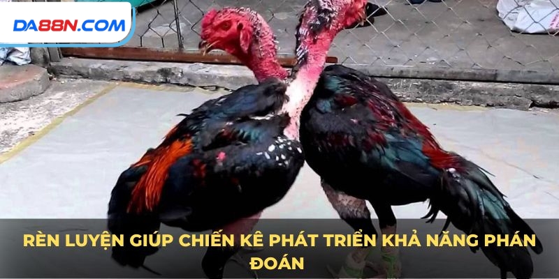 Cách Nuôi Gà Đá Cựa Sắt - Huấn Luyện Gà Chiến Bách Thắng 4 Rèn giũa kỹ năng chiến đấu trong cách nuôi gà đá cựa sắt